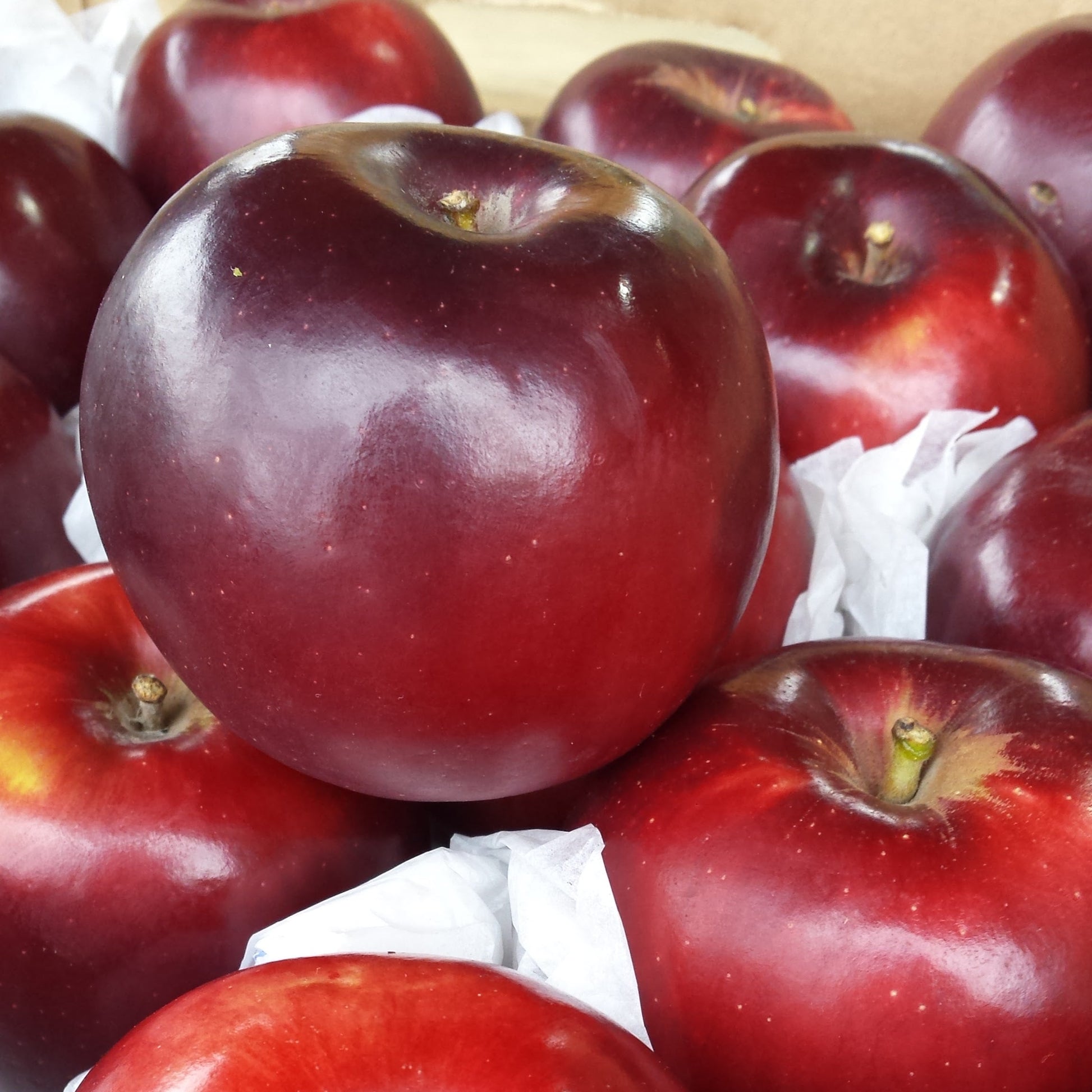 Close-up of Arkansas Black apple