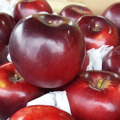 Close-up of Arkansas Black apple