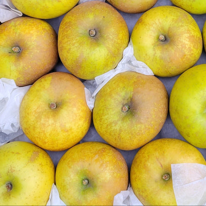 Up close of roxberry russet apples