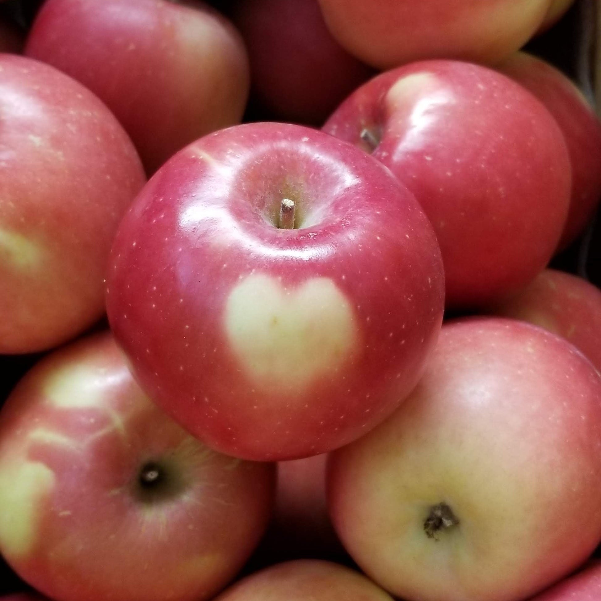 close up of honeycrisp apples